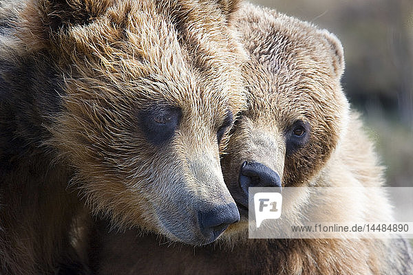 Gefangene Grizzlybären beim Spielen im Alaska Wildlife Conservation Center  Süd-Zentral-Alaska