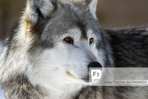 Porträt eines in Gefangenschaft lebenden Grauen Wolfs