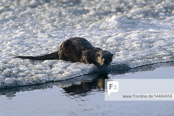 River Otter at Edge of Paxson Lake Alaska Winter