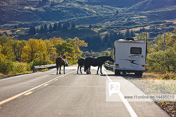 Pferde beim Überqueren der Straße  Kodiak  Südwest-Alaska  Herbst