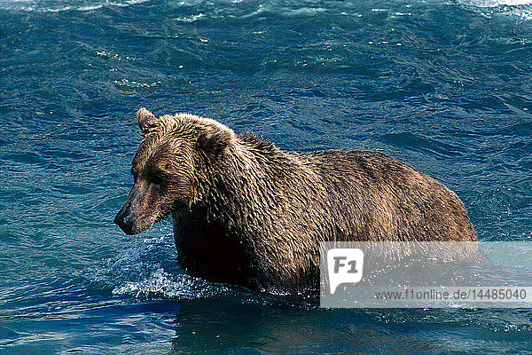 Braunbär im McNeil River SW Alaska