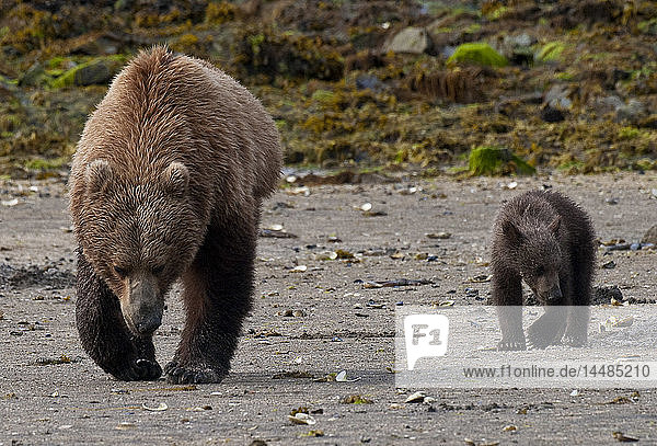 Brown bear sow with cub hunting for clams in Geographic Harbor  Katmai National Park  Southwest Alaska  Summer