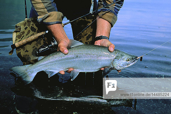Fisherman Holding Sockeye Salmon Southwest Alaska