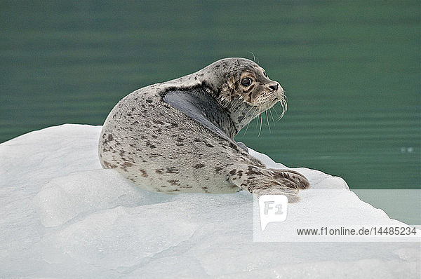 Harbor Seal resting on an iceberg in Unakwik Inlet  Prince William Sound  Southcentral Alaska  Summer