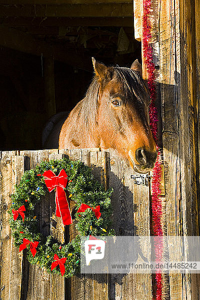 Pferd in der für die Feiertage geschmückten Scheune Houston Ranch Creede Colorado
