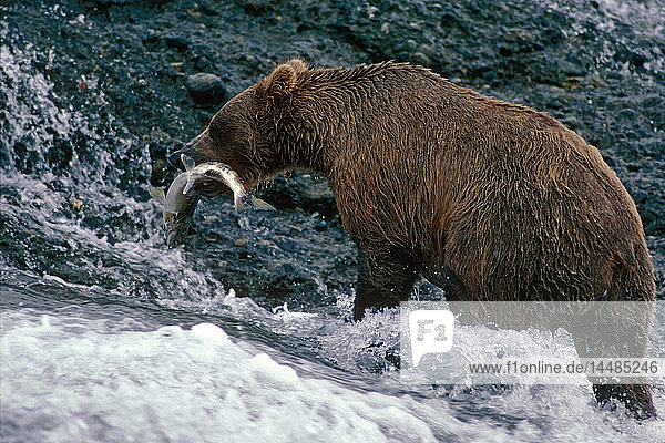 Braunbär mit Keta-Lachs McNeil River SW Alaska