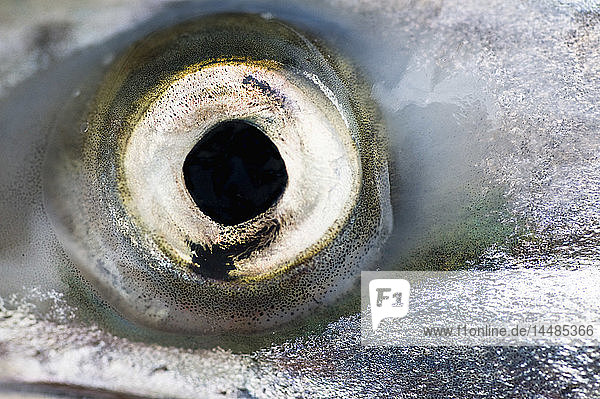 Closeup of the eye of a King Salmon  Alaska