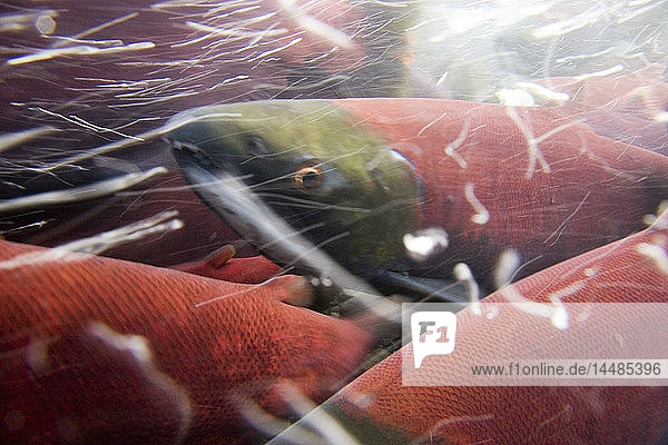 Unterwasseraufnahme eines Rotlachses in der Laichphase Bear Creek Seward Alaska Kenai Peninsula Sommer