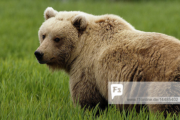 Close up of Grizzly SW Alaska Summer