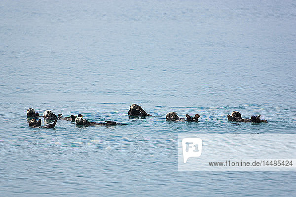 Seeotter schwimmen im Prince William Sound  Süd-Zentral-Alaska  Sommer