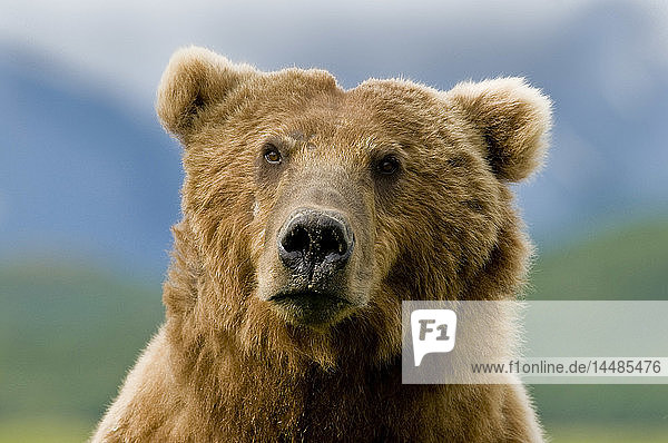 Close up portrait of a Brown bear in Kukak Bay  Katmai National Park  Southwest Alaska  Summer