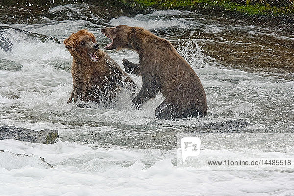 Zwei ausgewachsene Braunbären kämpfen um einen Angelplatz im Brooks River  in der Nähe der Brooks Falls  Katmai National Park  Südwest-Alaska  Sommer