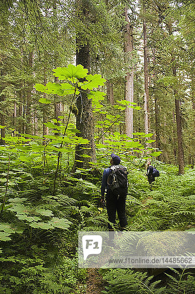 A hiker pauses to look at a 13 foot tall Devil´s Club on Admiralty Island in Southeast Alaska