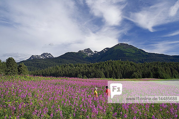 Couple hiking among Fireweed Admiralty Is Tongass National Forest Southeast Alaska Summer