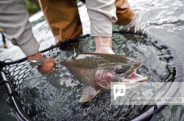 Eine Person hält eine mit dem Netz gefangene Regenbogenforelle  die beim Fliegenfischen am oberen Kenai River auf der Kenai-Halbinsel in Süd-Zentral-Alaska im Herbst gefangen wurde.
