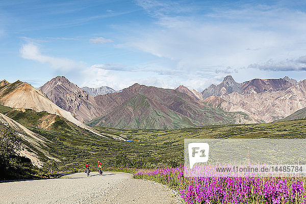 Bicyclists ascend to the summit of Sable Pass in Denali National Park in Interior Alaska Summer.