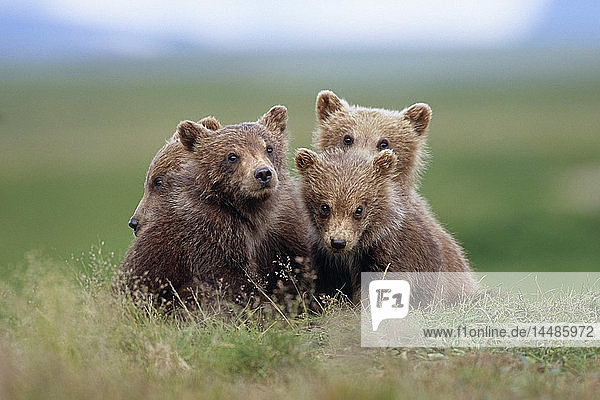 4 junge Braunbärenbabys  zusammengekauert auf der Tundra Katmai National Park Südwest Alaska Sommer