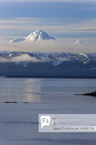 Buckelwal klatscht mit seiner Fluke auf die Oberfläche in der Nähe von Benjamin Island im Lynn Canal mit den schneebedeckten Gipfeln der Chilkat Mountains im Hintergrund  Südost-Alaska  Winter  COMPOSITE