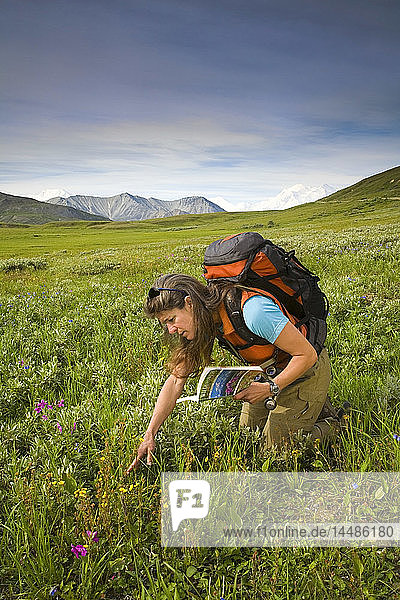Woman hiker on tundra looking at wildflowers with Flower ID book in her hand Denali National Park Interior Alaska summer