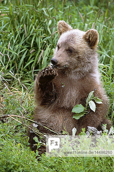 Junges Braunbärenjunges auf einer Wiese sitzend SC Sommer Alaska Wildlife Conservation Center Captive