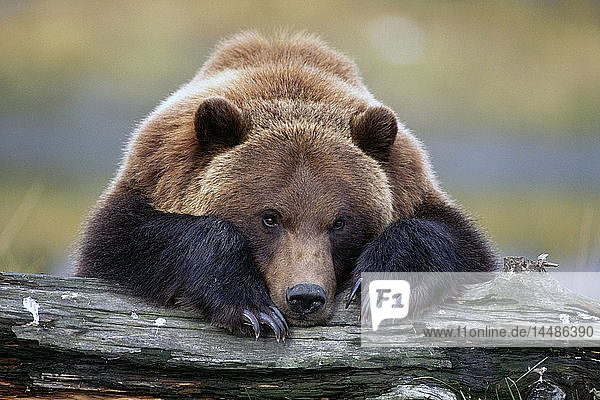 CAPTIVE Braunbär ruht mit ausgestreckten Vorderbeinen auf einem Baumstamm im Alaska Wildlife Conservation Center  Alaska CAPTIVE