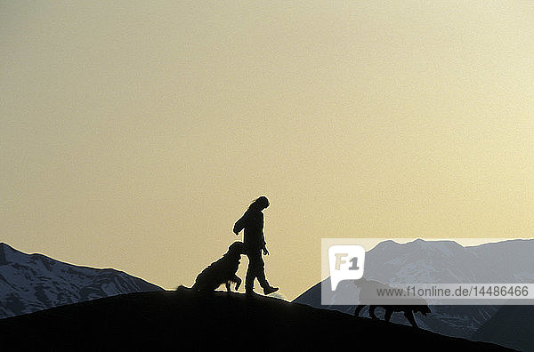 Hiker w/Dogs on Ridge @ Sunset SC Alaska Summer/nWrangell St Elias NP