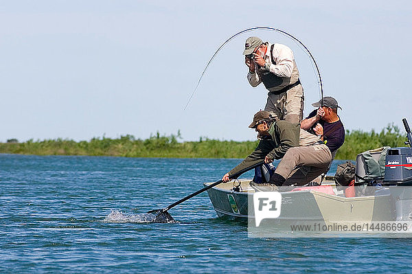 Fliegenfischer kämpft vom Boot aus mit Chinook-Lachsen  während ein Angler fotografiert und ein anderer den Fisch im Kanektok River in Alaska einkeschert