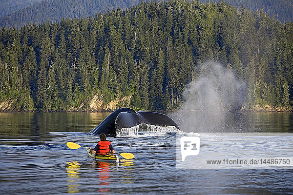 Mann beim Seekajakfahren in der Nähe von schwimmenden Buckelwalen Inside Passage Südost-Alaska Sommer Komposit