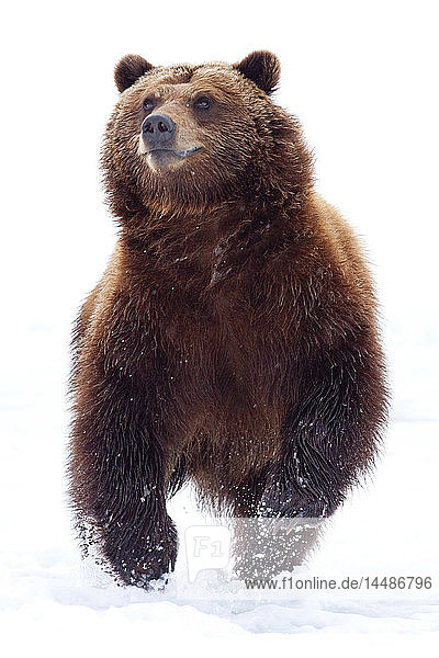Ein ausgewachsener Braunbär läuft durch frischen Schnee im Alaska Wildlife Conservation Center  Portage  Süd-Zentral-Alaska  Winter  CAPTIVE