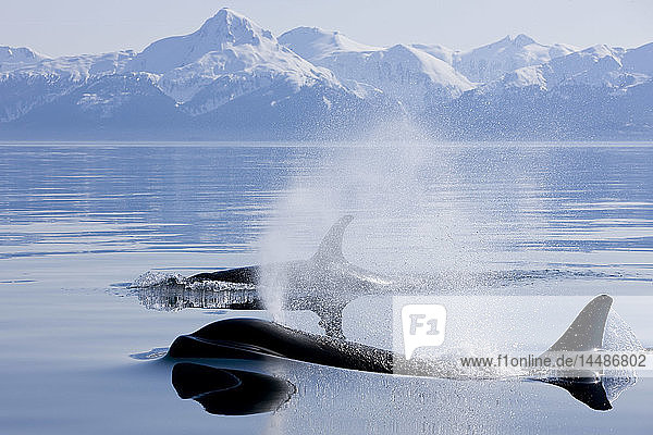 Orca-Wale tauchen im Lynn Canal mit den Chilkat Mountains in der Ferne auf  Inside Passage  Alaska