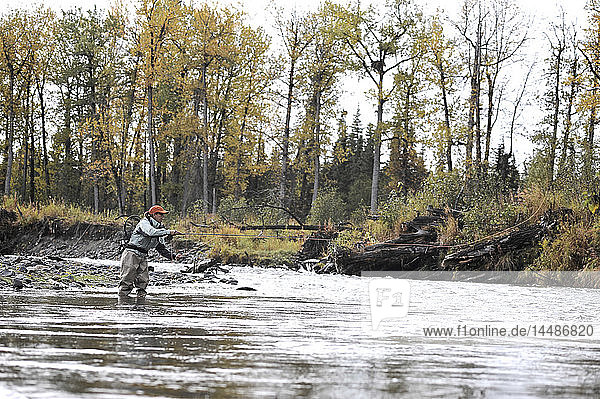 Frau fischt mit der Fliege und wirft auf wilden Steelhead am Deep Creek  Kenai-Halbinsel  Southcentral Alaska  Herbst