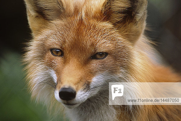 KAPITEL: Nahaufnahme eines Rotfuchses im Alaska Wildlife Conservation Center am Turnagain Arm im Sommer in Süd-Zentral-Alaska KAPITEL