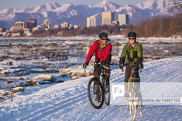 Radfahrer auf dem Tony Knowles Costal Trail  geführt von einem Alaskan Husky  mit der Innenstadt von Anchorage im Hintergrund  Southcentral Alaska  USA  Winter