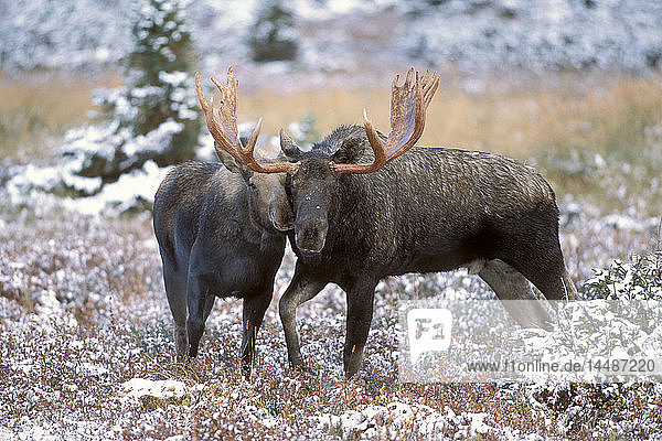 Elchbulle und -kuh reiben ihre Schnauzen beim Balzverhalten während der Brunftzeit  Powerline Pass  Chugach State Park  Chugach Mountains  Alaska