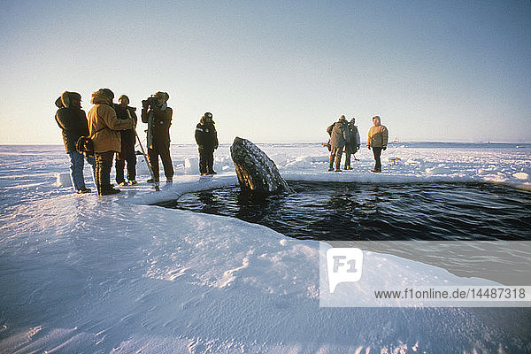 Lokale Alaskaner & Nachrichten Die Besatzung betrachtet die vom Meereis eingeschlossenen Wale durch ein Atemloch in der Nähe von Point Barrow während der Rettung der kalifornischen Grauwale 1988  Arktisches Alaska  Winter/n