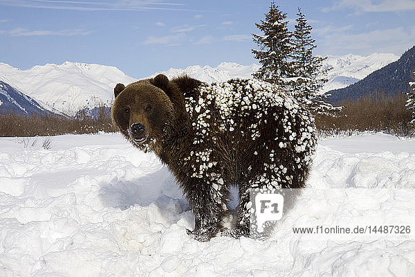 CAPTIVE: Grizzly während des Winters steht im Schnee im Alaska Wildlife Conservation Center  Southcentral Alaska