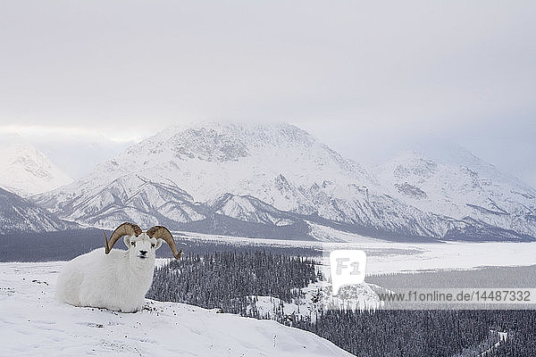 Dall´s Schafe liegen auf dem Sheep Mountain mit Blick auf das Slims River Valley  Kluane National Park  Yukon Territory  Kanada
