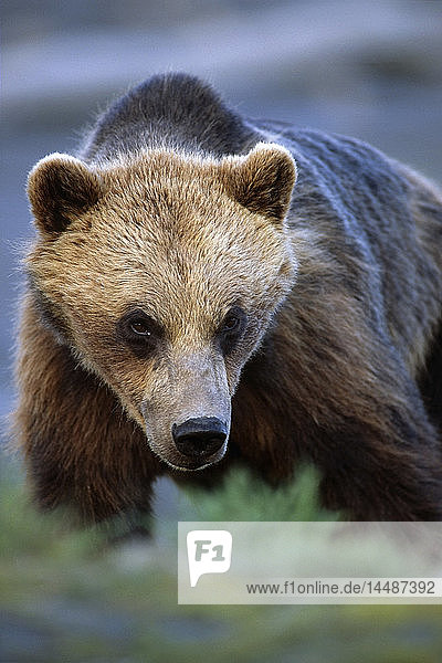 KAPITEL: Nahaufnahme eines Braunbären im Alaska Wildlife Conservation Center in der Nähe von Anchorage im Frühling in Süd-Zentral-Alaska KAPITEL