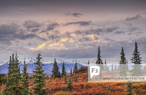 Nordwand des Mt. McKinley (Denali) und herbstlich gefärbte Tundra mit frühmorgendlichem Licht  das von einer dünnen Wolkenschicht über dem Berg gefiltert wird  gesehen vom Wonder Lake Campground  Denali National Park  Alaska. Herbst. HDR