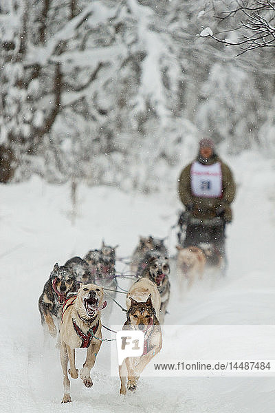 Dog musher running in ExxonMobil Open Sled Dog Race along Tozier Track in Anchorage  Southcentral Alaska