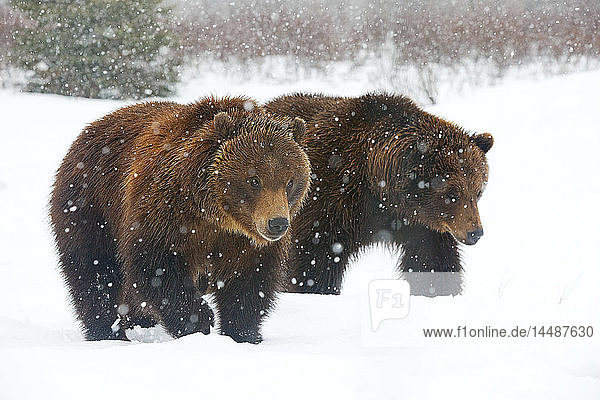 Ein Paar erwachsener Braunbären spaziert durch fallenden Schnee im Alaska Wildlife Conservation Center  Portage  Southcentral Alaska  Winter  CAPTIVE