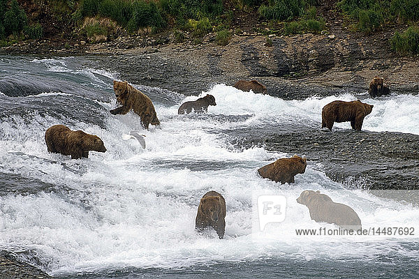 Gruppe von Grizzlies beim Fischen im McNeil River Sanctuary