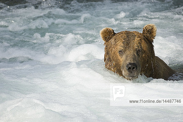 Ausgewachsener Braunbär beim Schwimmen im turbulenten Wasser unterhalb der Brooks Falls im Katmai National Park  Südwest-Alaska  Sommer