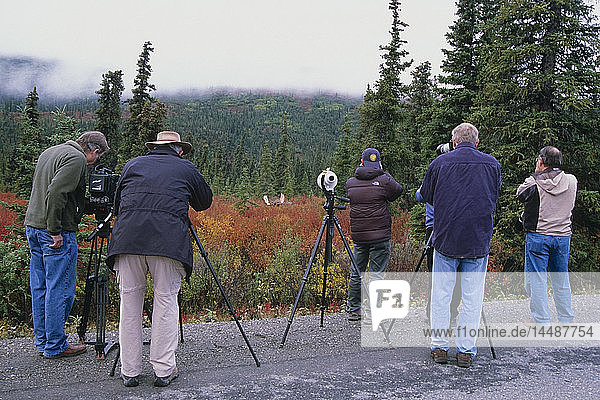 Besucher des Denali-Nationalparks halten an  um einen Elchbullen zu fotografieren  der im Sommer im Inneren Alaskas am Straßenrand steht.