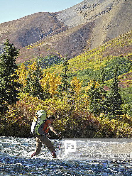 Eine Wanderin mit Wanderstöcken überquert den Windy Creek entlang des Sanctuary River Trail im Denali-Nationalpark  im Inneren Alaskas  Herbst