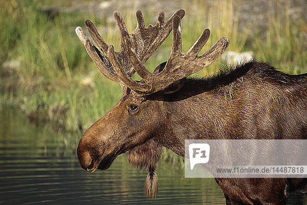 Nahaufnahme eines Elchbullen in Samt @ Big Game Alaska Captive Southcentral AK Summer