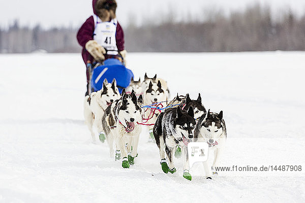 Die Musherin Lisbet Norris nimmt am Iditarod Trail Sled Dog Race 2015 auf dem Chena River teil  nachdem sie den Neustart in Fairbanks im Inneren Alaskas verlassen hat.