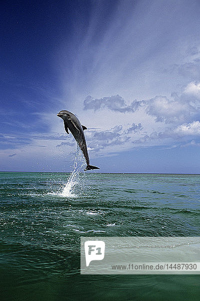 Flaschennase Delfin Springen Roatan Honduras Sommer