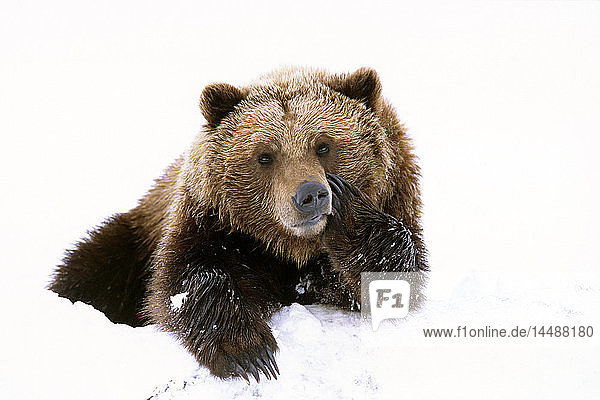Grizzly  der seinen Kopf auf eine Pfote stützt  während er im Alaska Wildlife Conservation Center in Alaska im Frühling im Schnee liegt