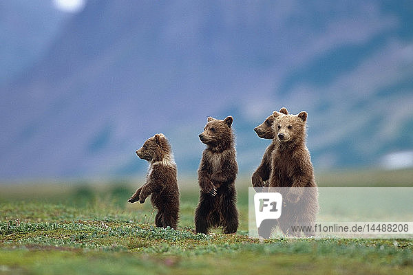 4 junge Braunbärenjunge stehen zusammen auf der Tundra Katmai National Park Südwest Alaska Sommer